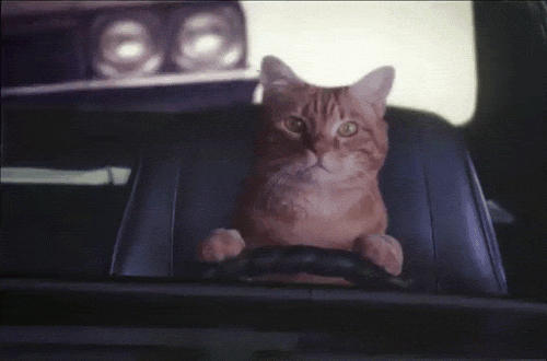 tumblr_mjgd6g9XtR1s4bsrdo1_500.gif