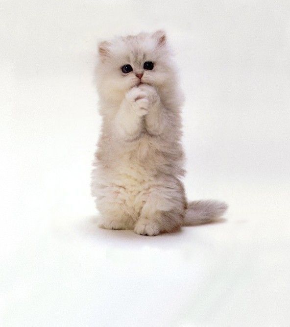pretty_please.jpg