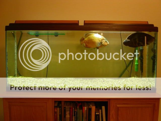 fishafter4.jpg
