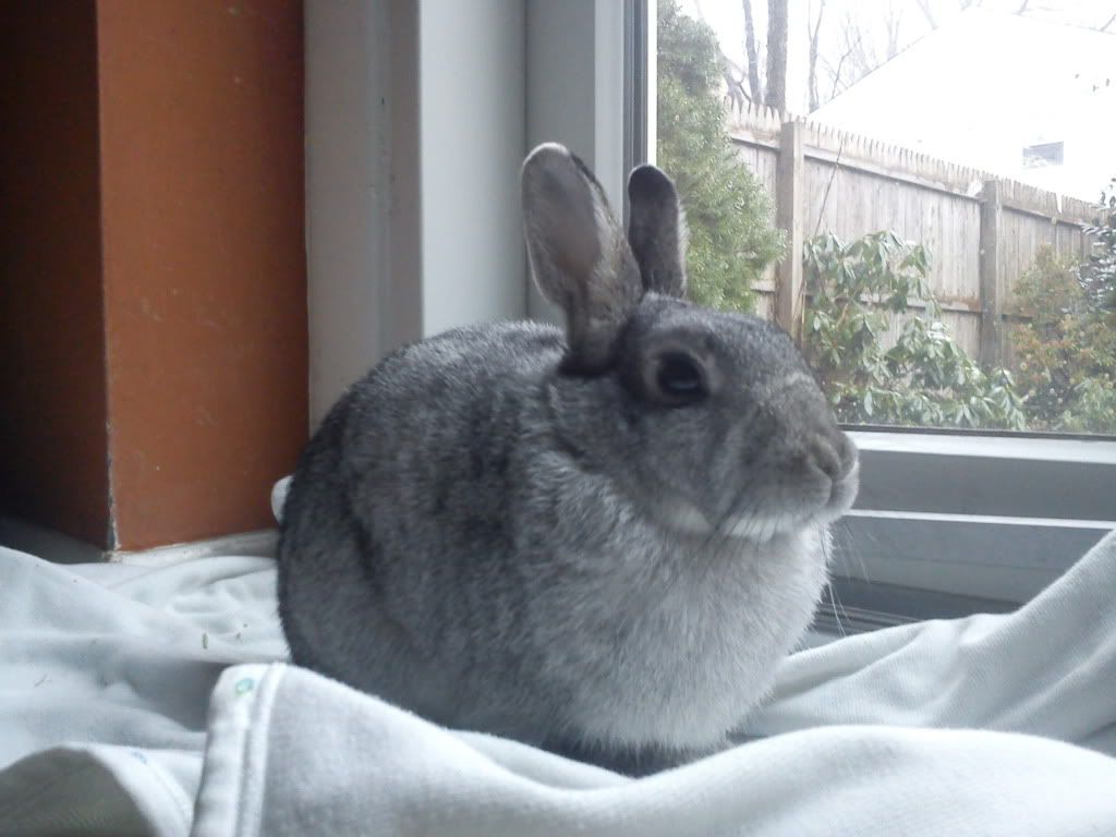 Bunny.jpg
