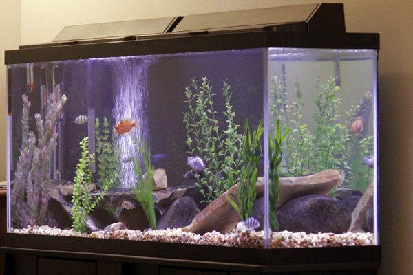 fish1.jpg
