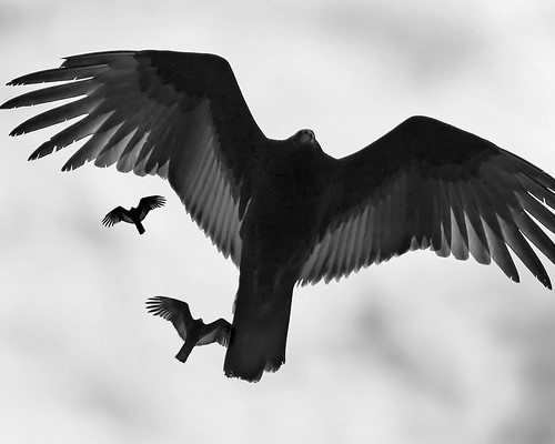 292330044_8ab91de089.jpg