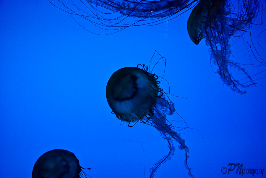 Jelly_Thunder_by_Johnny23xx.jpg