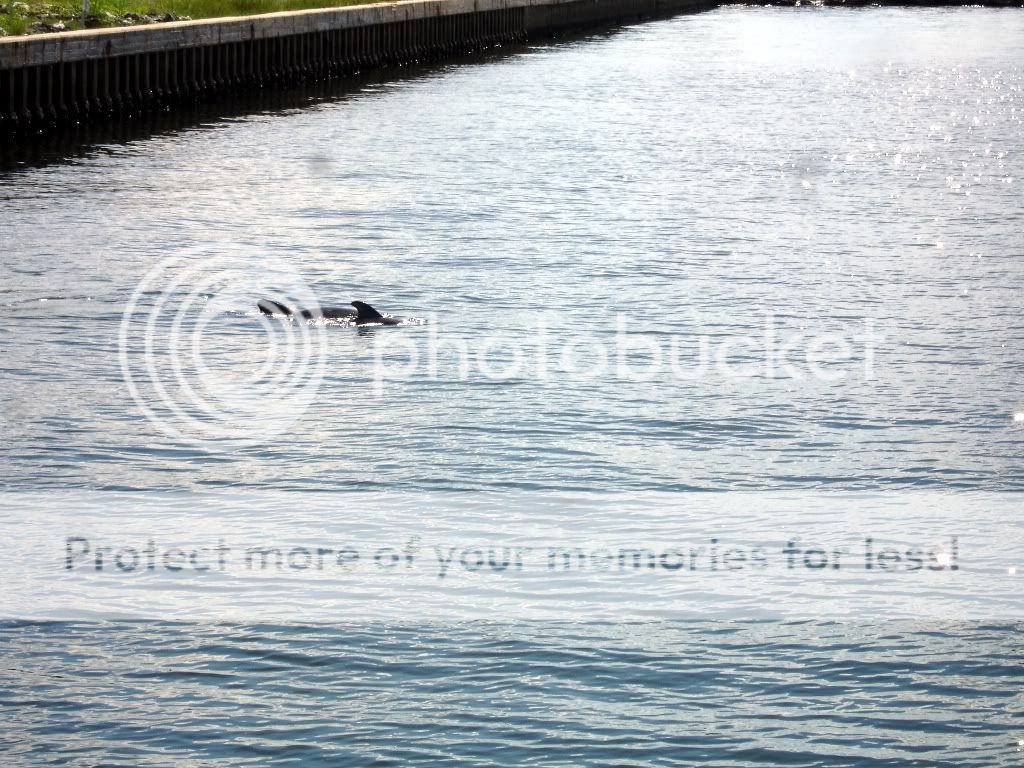 dolphin1.jpg