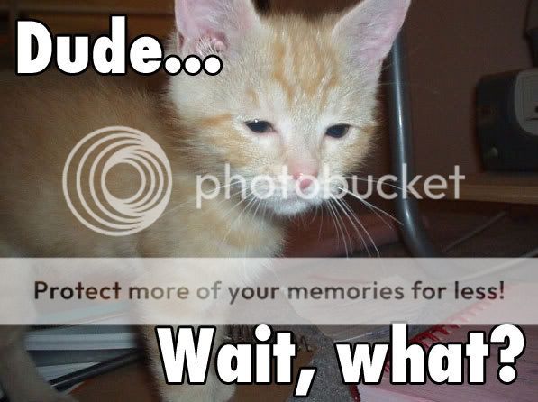420kitten.jpg