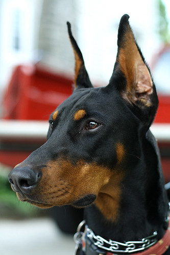 3555739076_1c8fcd9b10.jpg