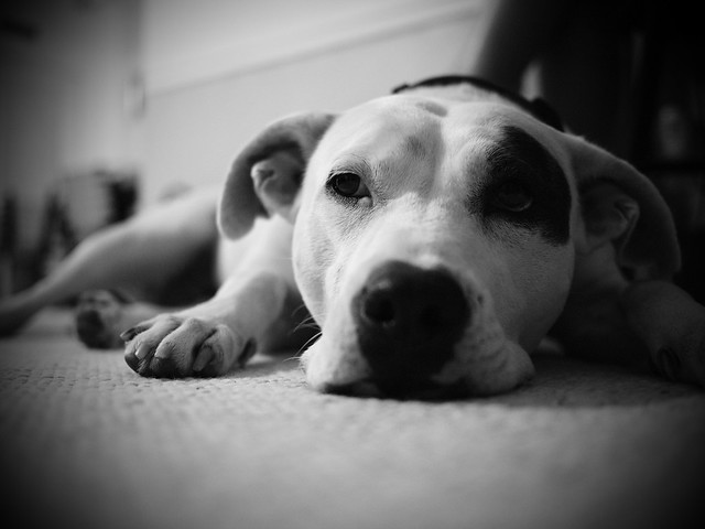 6107131835_0c9571e4bb_z.jpg