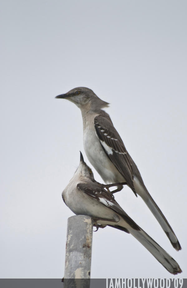 Mimus_polyglottos_by_Johnny23xx.jpg