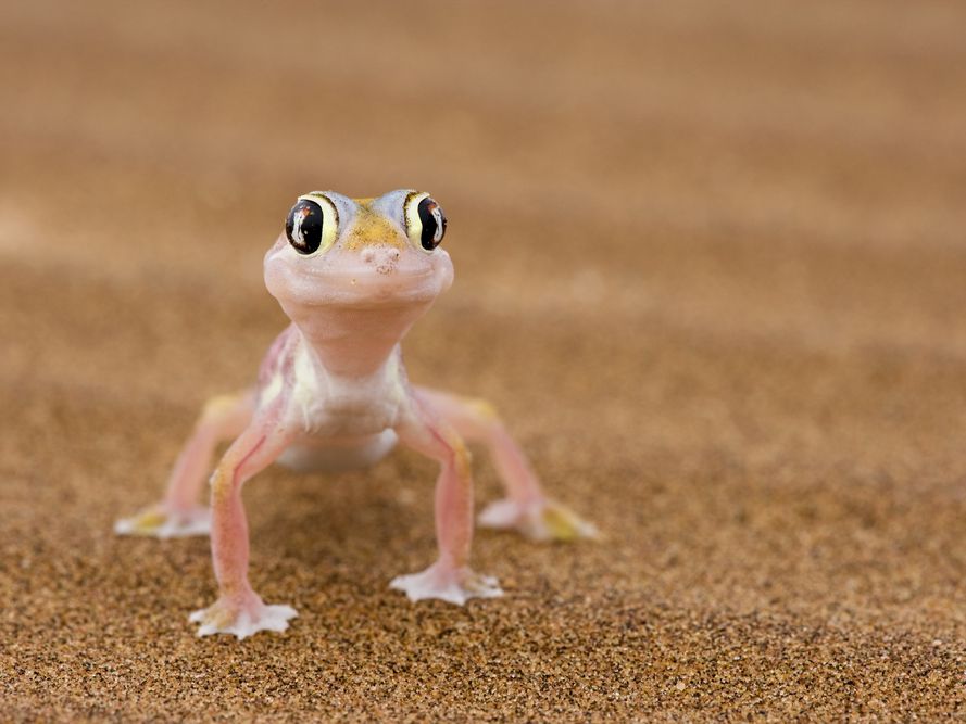 __opt__aboutcom__coeus__resources__content_migration__mnn__images__2016__09__gecko-on-sand-e5f7facb4d8e4dc19a81ed03dd166451.jpg